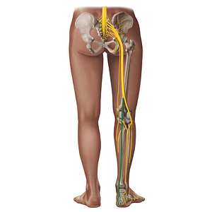 Tibial nerve (#18297)