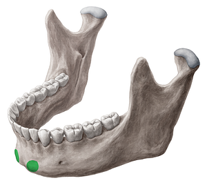 Mental tubercle of mandible (#9738)