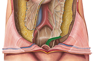 Sigmoid mesocolon (#5091)