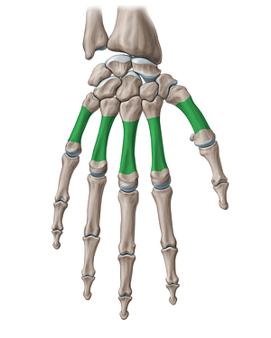 Body of metacarpal bone (#18911)