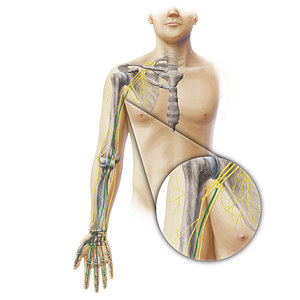 Median nerve (#19370)