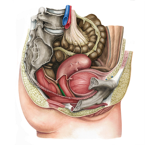 Rectovaginal fascia (#16175)