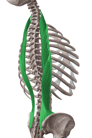 Iliocostalis muscle (#5456)