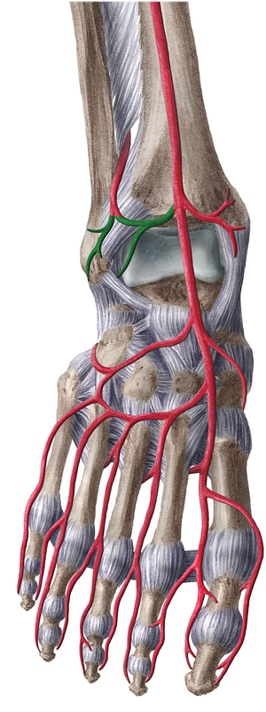 Anterior lateral malleolar artery (#1484)