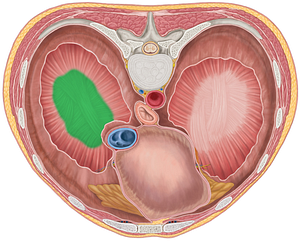 Right central tendon of diaphragm (#2556)