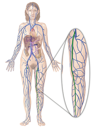Great saphenous vein (#10568)
