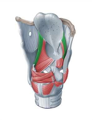 Aryepiglottic muscle (#18346)