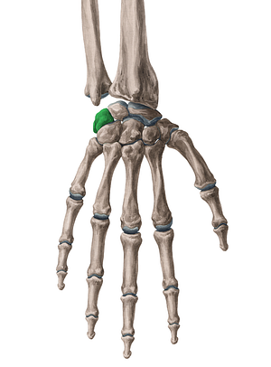Triquetrum bone (#7572)