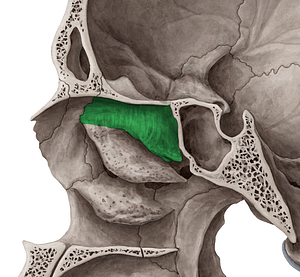 Superior nasal concha of ethmoid bone (#2808)