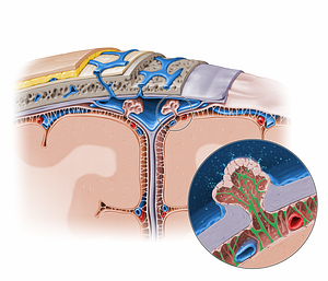 Arachnoid trabeculae (#11578)