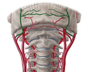 Facial artery (#1234)