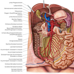 Arteries of the small intestine (German)