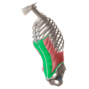 Aponeurosis of external abdominal oblique muscle (#16199)