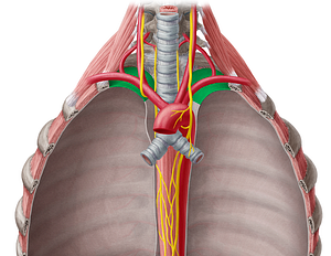Cervical part of parietal pleura (#7680)