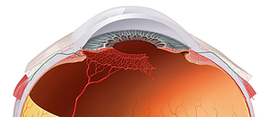 Anterior ciliary arteries (#1120)