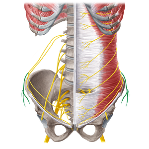 Lateral cutaneous branch of iliohypogastric nerve (#21578)