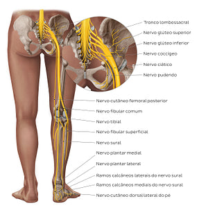 Sciatic nerve and its branches (Portuguese)