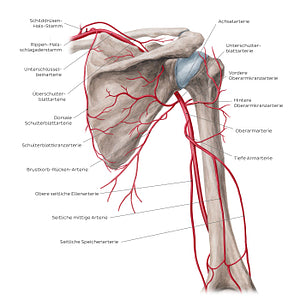 Arteries of the arm and the shoulder - Posterior view (German)