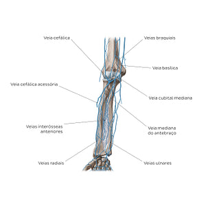 Veins of the forearm: Anterior view (Portuguese)