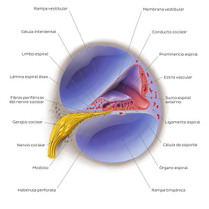 Cochlea: cross section (Spanish)
