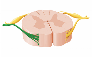 Anterior root of spinal nerve (#12066)