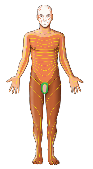 S2 dermatome (#13076)