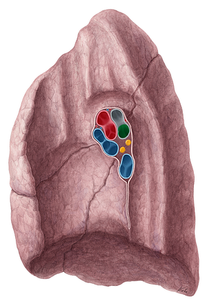 Intermediate bronchus of right lung (#2208)