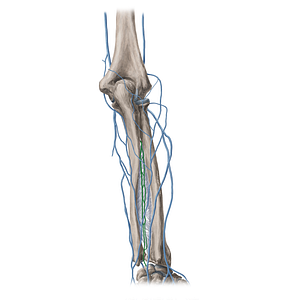 Posterior interosseous veins (#20391)