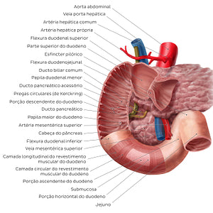 Duodenum (Portuguese)