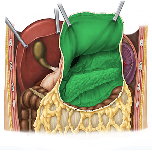 Omental bursa (#2268)