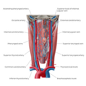 Blood vessels of the pharynx (English)
