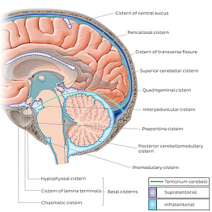 Subarachnoid cisterns of the brain (Sagittal) (English)