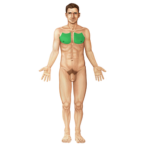 Pectoral region (#380)