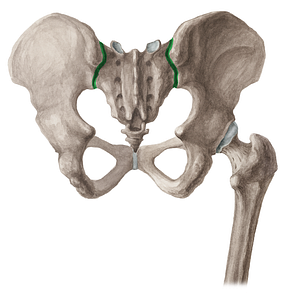 Sacroiliac joint (#16030)