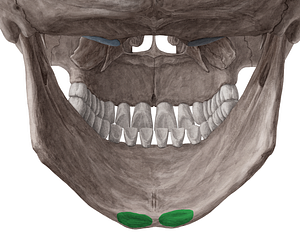 Digastric fossa of mandible (#3849)