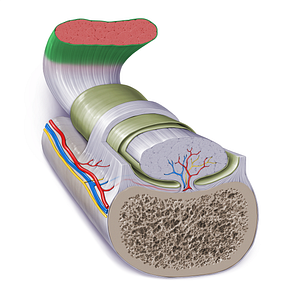 Deep fascia of skeletal muscle (#17260)