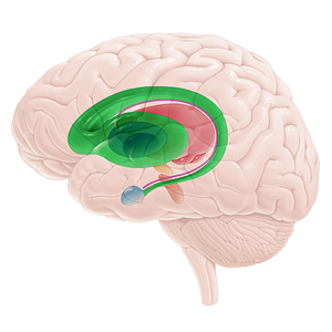 Corpus striatum (#16709)