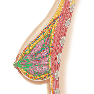 Suspensory ligaments of breast (#4465)