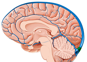 Confluence of sinuses (#2831)