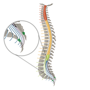Vertebra S4 (#16125)