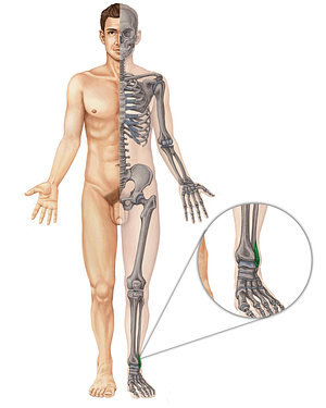 Lateral malleolus of fibula (#4889)