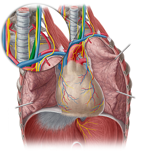 Left common carotid artery (#950)