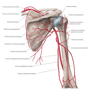 Arteries of the arm and the shoulder - Posterior view (Latin)