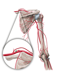 Costocervical trunk (#21697)