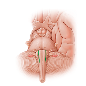 Preolivary groove (#21204)