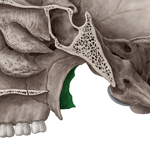 Lateral plate of pterygoid process of sphenoid bone (#4393)