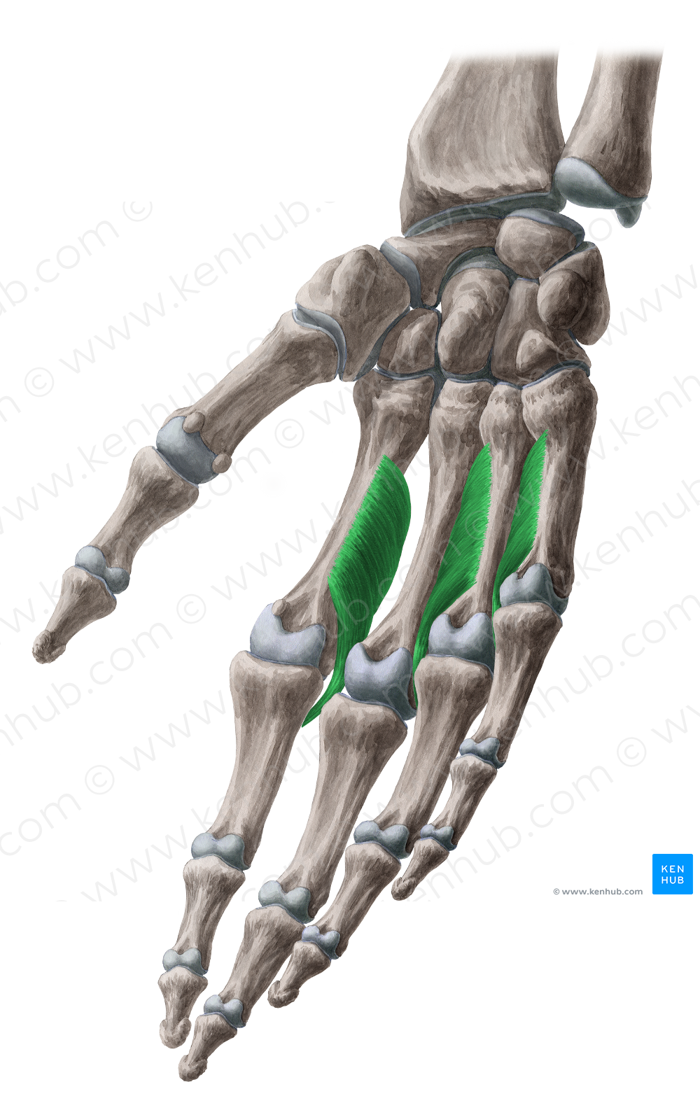 palmar interossei muscles of the hand