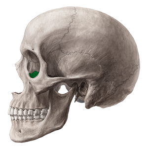 Orbital surface of maxilla (#3530)