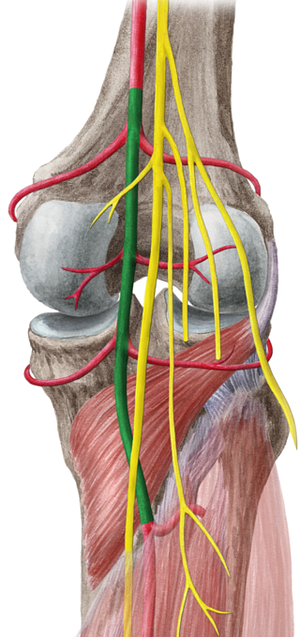 Popliteal artery (#1638)