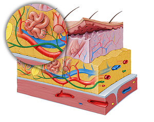 Dermal neural plexus (#6219)